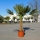 Chinesische Hanfpalme "Trachycarpus Fortunei" 40/50cm Stammhöhe
