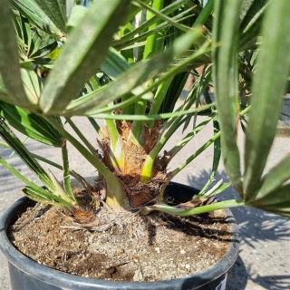 Kompakte Zwergpalme "Chamaerops Humilis Vulcano" 90-100cm