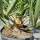 Kompakte Zwergpalme "Chamaerops Humilis Vulcano" 90-100cm