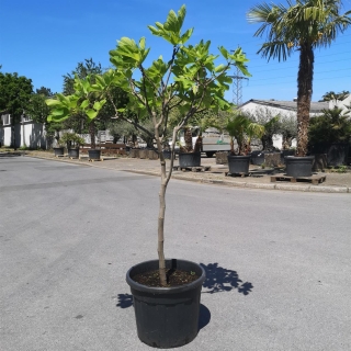 Feigenbaum "Ficus Carica" +/-200cm - +/-12cm Stammumfang