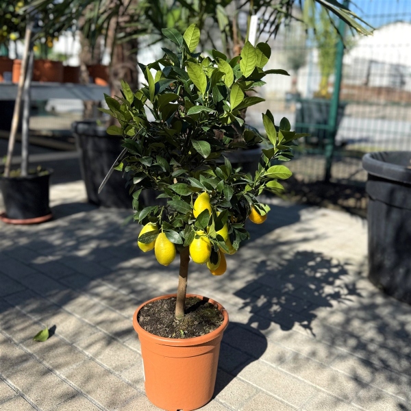 Limequat "Citrus Floridana" +/- 75-80cm