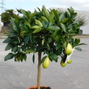 Limequat "Citrus Floridana" +/- 70cm