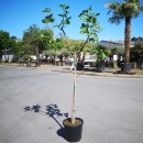 Feigenbaum "Ficus Carica", 200-210cm - +/-8cm...