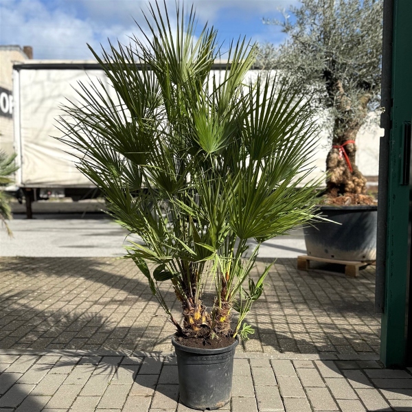 Zwergpalme "Chamaerops Humilis" 120-130cm