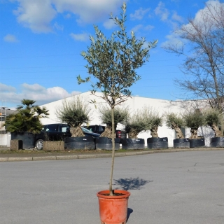 Olivenbaum "Olea Europaea" Hochstamm 170-180cm