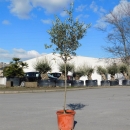 Olivenbaum "Olea Europaea" +/-160cm