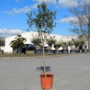 Olivenbaum "Olea Europaea" Hochstamm 170-180cm