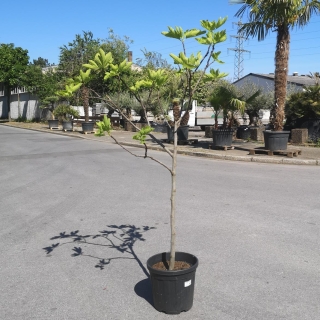 Feigenbaum &quot;Ficus Carica&quot; +/- 10cm Stammu.