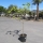 Feigenbaum "Ficus Carica" +/- 10cm Stammu.