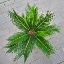 Japanischer Sagopalmfarn "Cycas Revoluta" 50-60cm