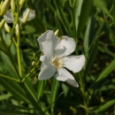 Oleander "Nerium Oleander" 140-160cm weiß