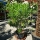 Oleander "Nerium Oleander" 140-160cm weiß