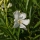 Oleander "Nerium Oleander" 160-180cm weiß