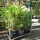Oleander "Nerium Oleander" 160-180cm weiß