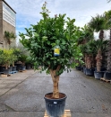 Zitronenbaum "Citrus Limon" 27cm Stammumfang...