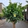 Zitronenbaum "Citrus Limon"  (Nr. 1) 36cm Stammu. 210cm hoch
