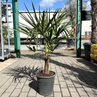 Trachycarpus Fortunei 55cm