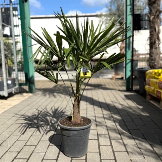 Chinesische Hanfpalme "Trachycarpus Fortunei"...