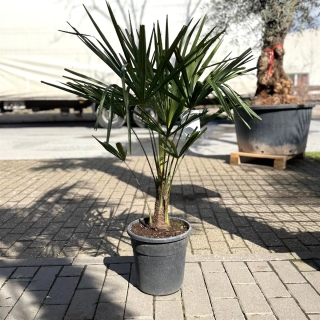 Chinesische Hanfpalme "Trachycarpus Fortunei" +/-100cm
