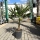 Chinesische Hanfpalme "Trachycarpus Fortunei" +/-100cm
