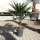 Chinesische Hanfpalme "Trachycarpus Fortunei" +/-100cm