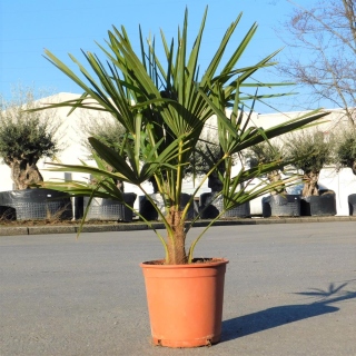 Hanfpalme "Trachycarpus Fortunei" +/-80-100cm hoch