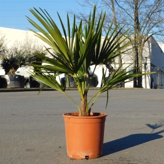 Hanfpalme "Trachycarpus Fortunei" +/-80-100cm hoch