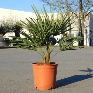 Hanfpalme "Trachycarpus Fortunei" +/-80-100cm hoch