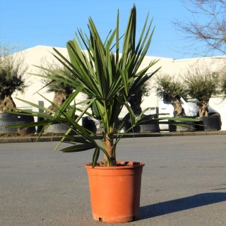 Hanfpalme "Trachycarpus Fortunei" +/-80-100cm hoch