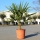 Hanfpalme "Trachycarpus Fortunei" +/-70cm hoch