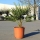 Hanfpalme "Trachycarpus Fortunei" +/-70cm hoch