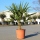 Hanfpalme "Trachycarpus Fortunei" +/-80-100cm hoch