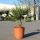 Hanfpalme "Trachycarpus Fortunei" +/-80-100cm hoch