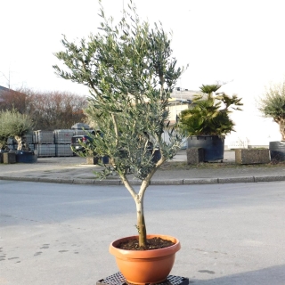 Olivenbaum "Olea Europaea" 15/20cm Stammu. Tarrina - verzweigt