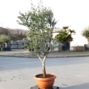 Olivenbaum "Olea Europaea" 15/20cm Stammu....
