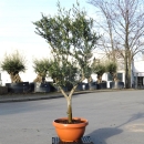 Olivenbaum "Olea Europaea" 15/20cm Stammu....