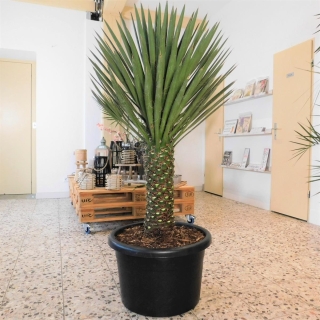 Yucca Filifera 70cm Stamm -  +/- 150cm hoch