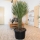 Yucca Filifera 70cm Stamm -  +/- 150cm hoch
