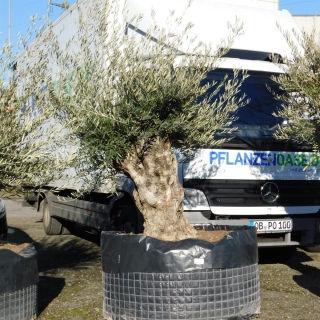 Olivenbaum Hojiblanca Nr. 2 "Olea Europaea" 130cm Stammumfang