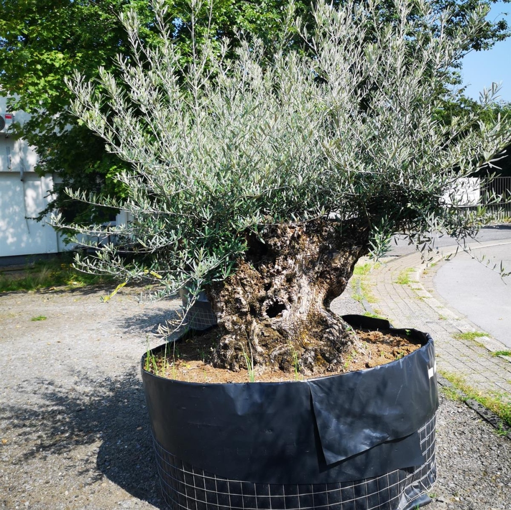 Olea Europaea online kaufen I Pflanzenoase.de - Dein Shop fr Rollras