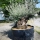 Olivenbaum Hojiblanca Nr. 3 "Olea Europaea" 160cm Stammumfang