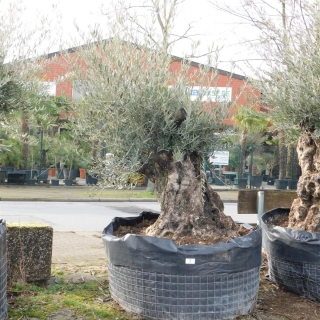 Olivenbaum Hojiblanca Nr. 9 "Olea Europaea" 150cm Stammumfang