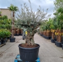 Olivenbaum Hojiblanca Nr. 12 "Olea Europaea" 130cm Stammumfang