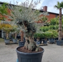 Olivenbaum Hojiblanca Nr. 12 "Olea Europaea" 130cm Stammumfang