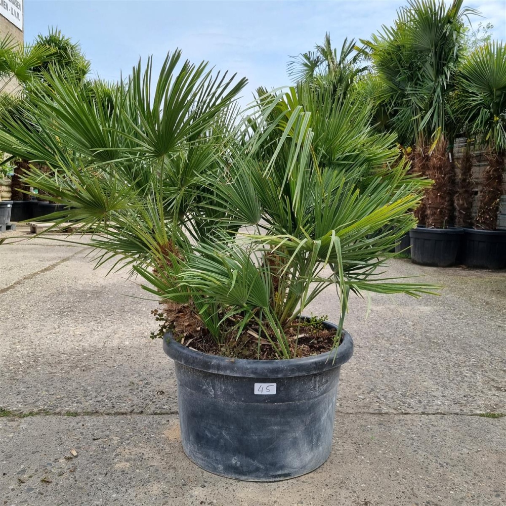 Chamaerops Humilis 130cm von Pflanzenoase Oberhausen - Dein Shop für