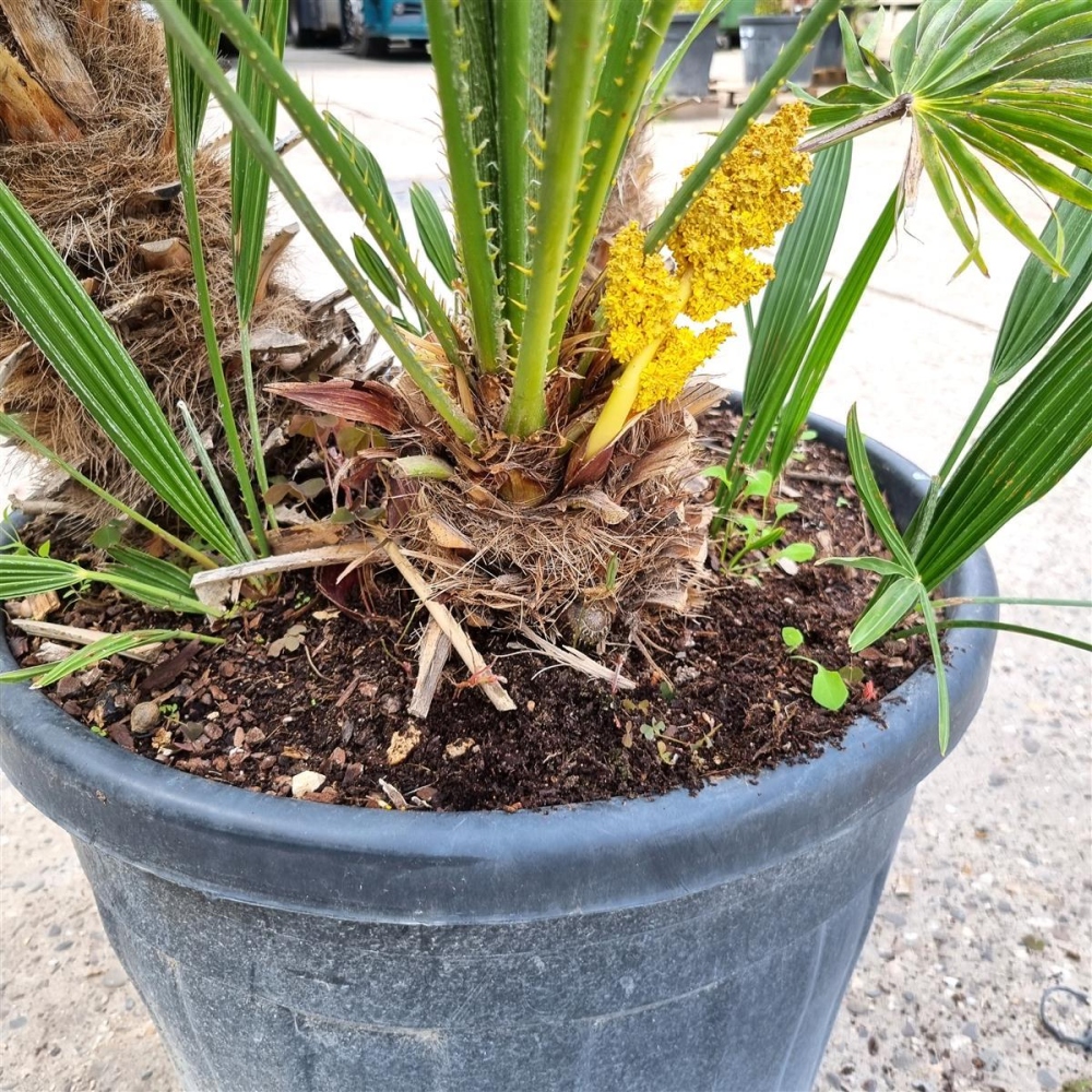 Chamaerops Humilis 150cm von Pflanzenoase Oberhausen - Dein Shop für