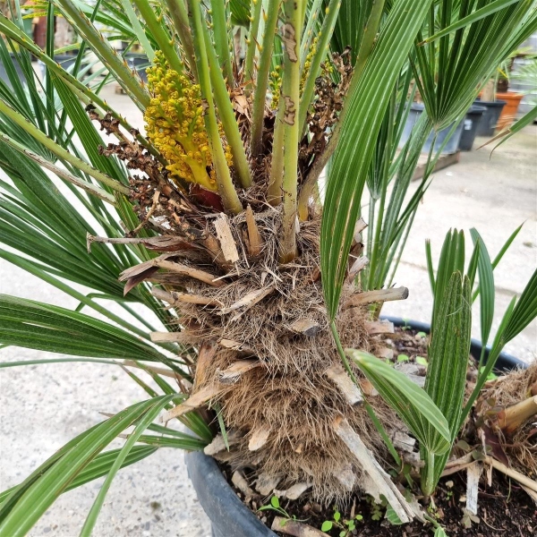 Chamaerops Humilis 150cm von Pflanzenoase Oberhausen - Dein Shop für