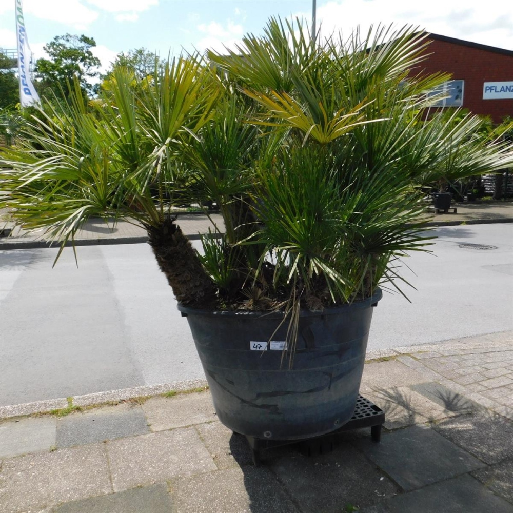 Chamaerops humilis (Europese dwergpalm) potmaat 40 cm - Tas Boomkwekerij