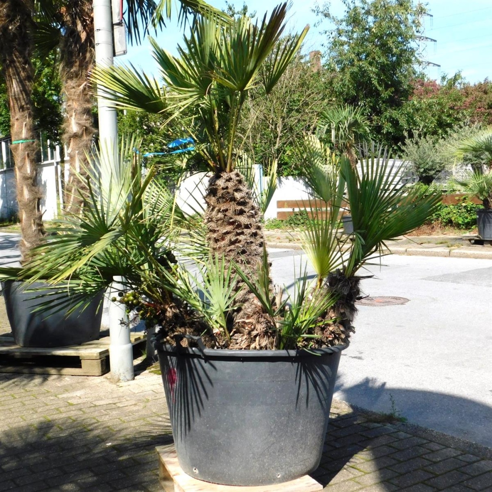 Chamaerops humilis Winterharde dwergpalm, 140-170 cm, een van de meest koudebestendige palmsoorten in Europa