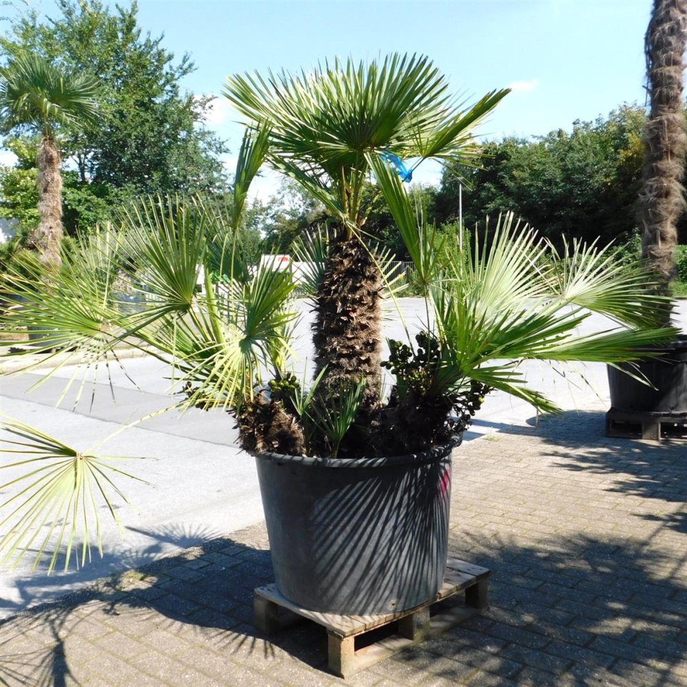 Chamaerops Humilis 170cm von Pflanzenoase Oberhausen - Dein Shop für